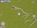 Bones